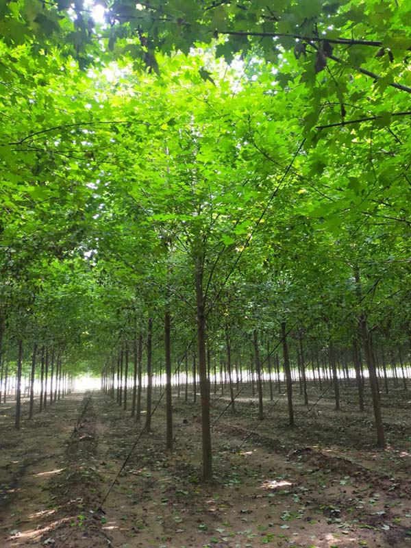 8---20公分美國(guó)紅楓.jpg
